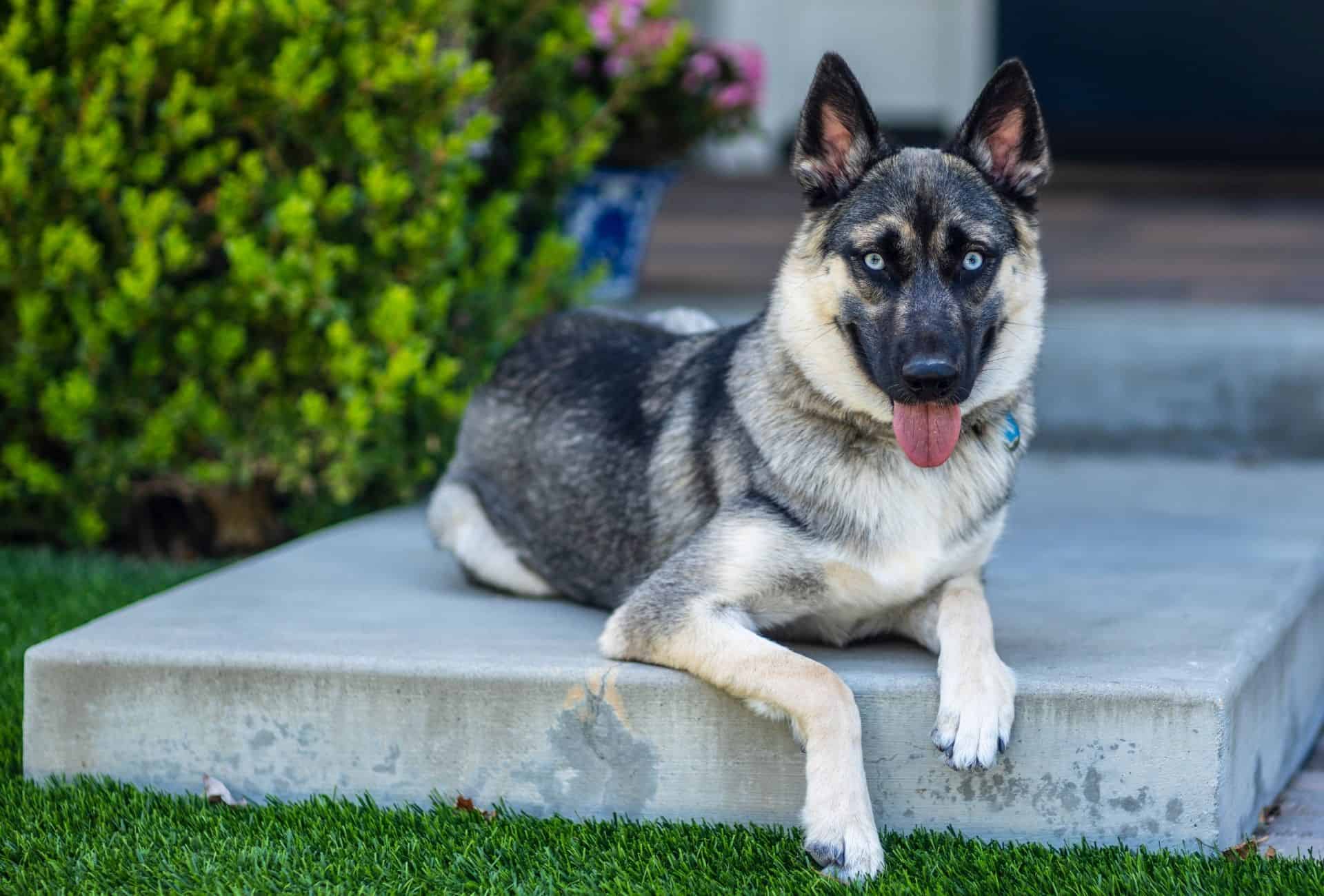 German Shepherd Husky Mix is laying in the yard.