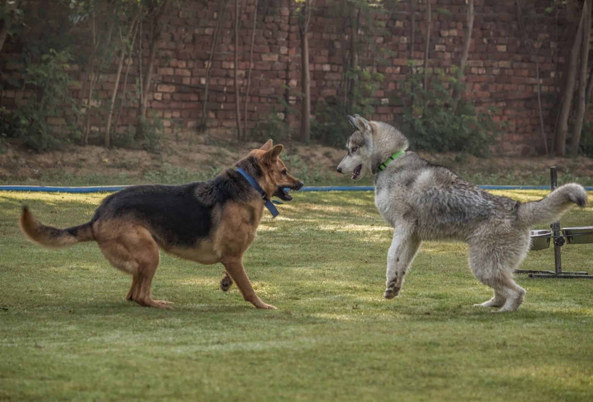 German Shepherd plays in the Husky with an equally sized Husky.