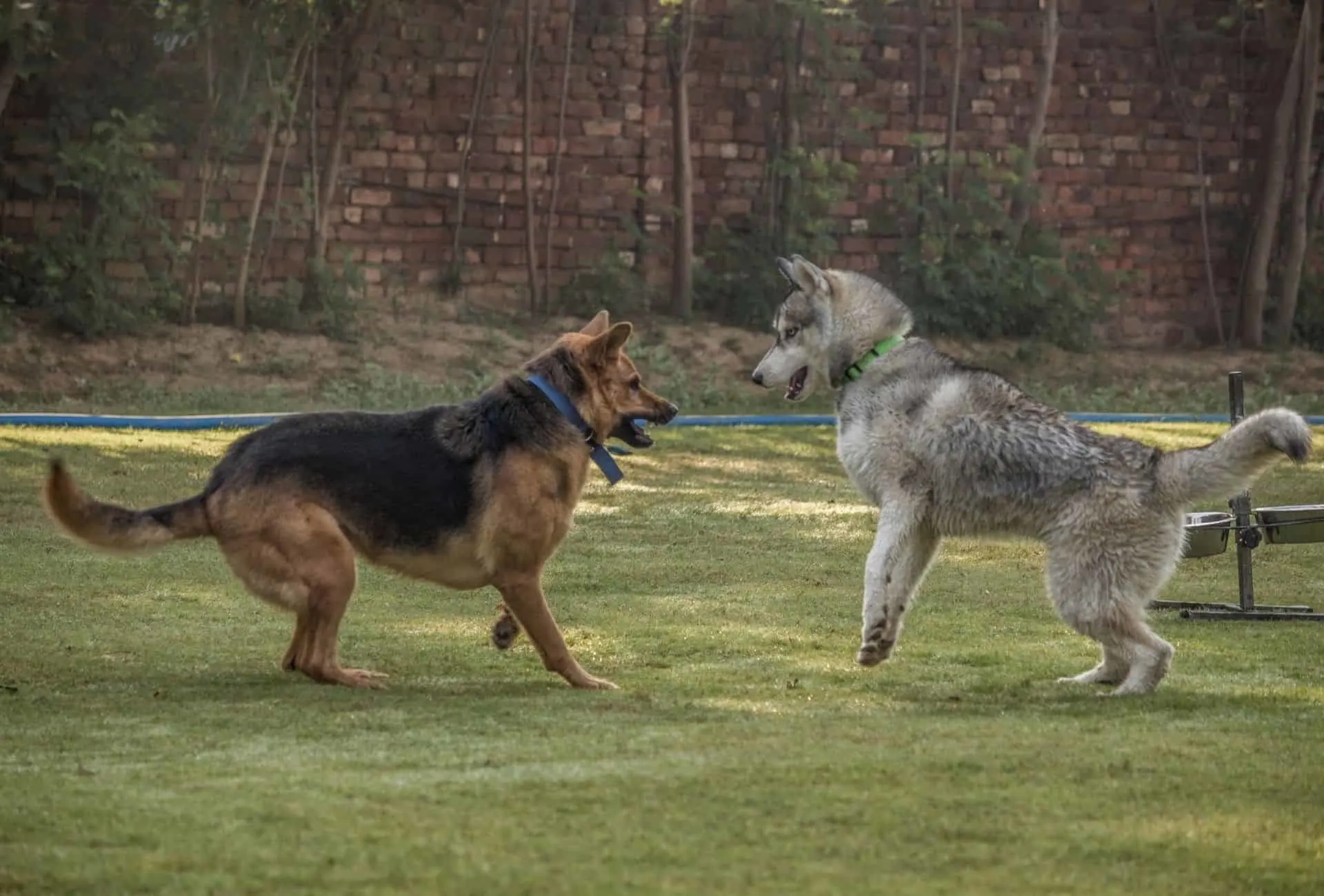 While rough play can make dogs more aggressive, normal play between dog is often interpreted as aggression.