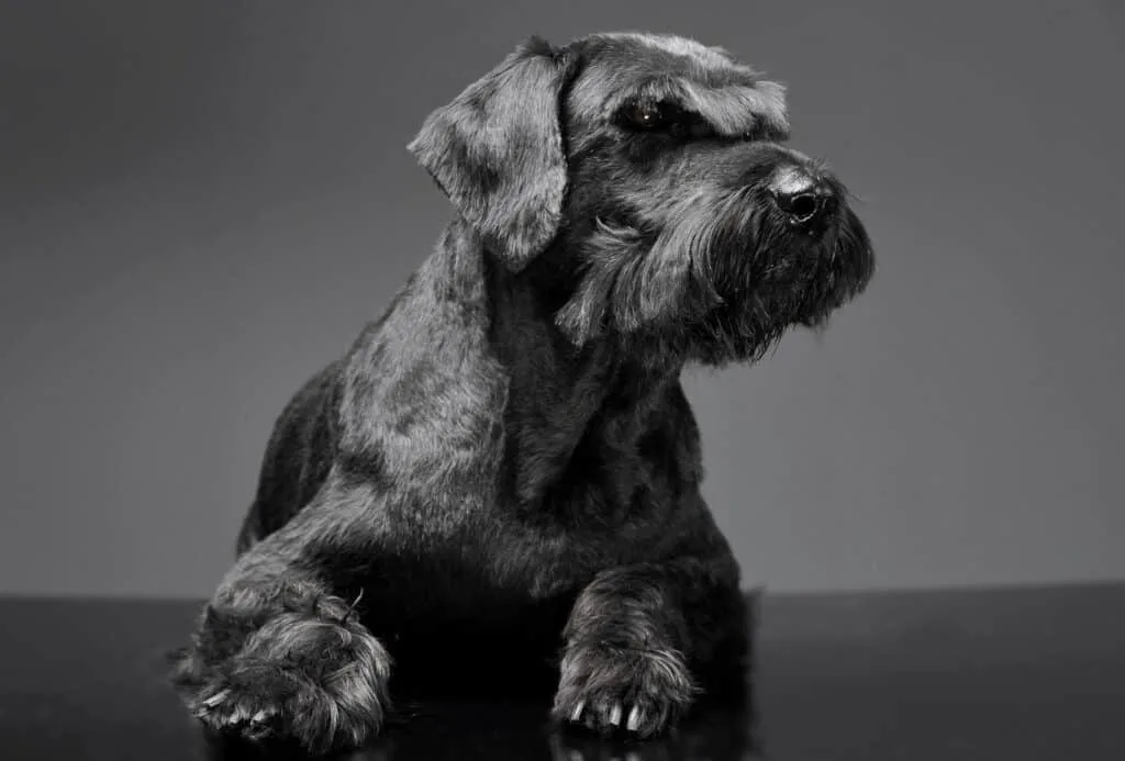 Giant Schnauzer with long fur around the snout and paws.