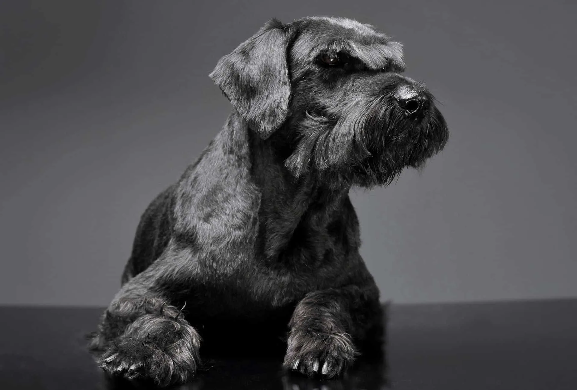 Giant Schnauzer as guard dog for fresh dog owners willing to learn.