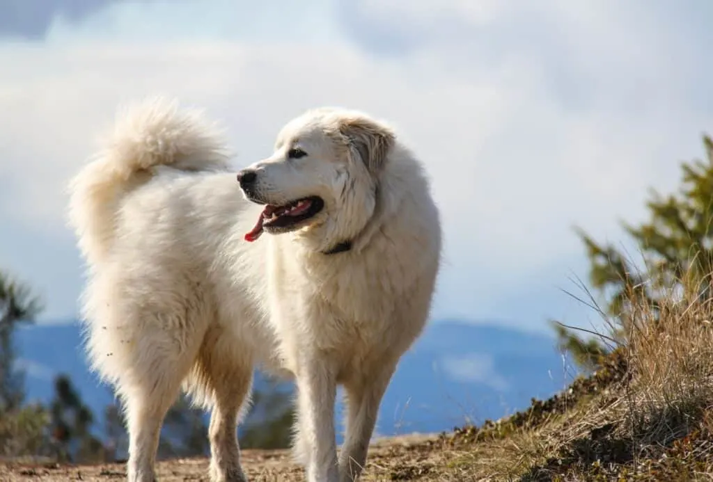 Great Pyrenees standing on a mountain with his furry white coat.