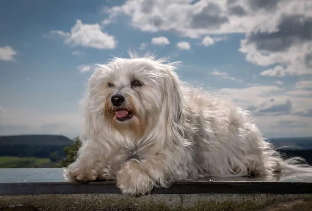 Furry Havanese on a clear sunny day.