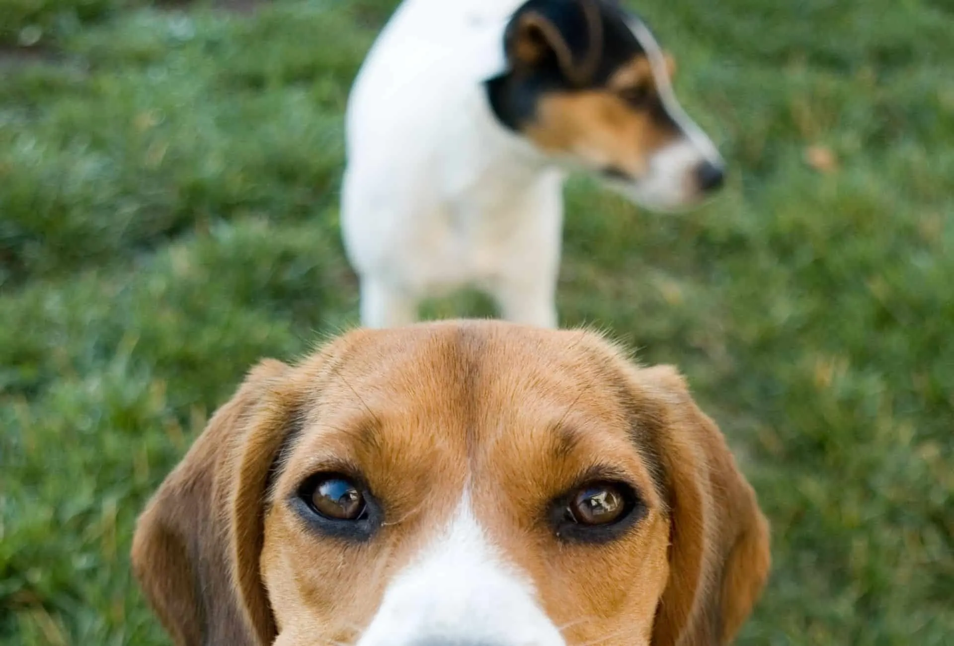 Beagle russell terrier store mix