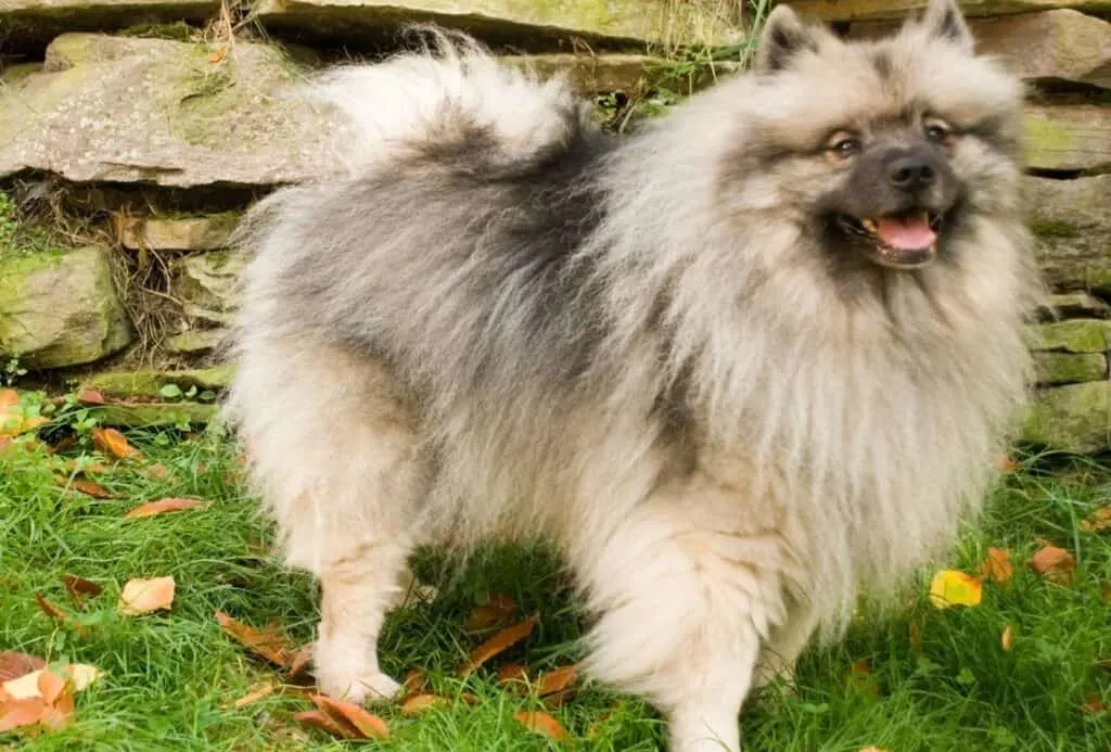 Fluffy Keeshond.