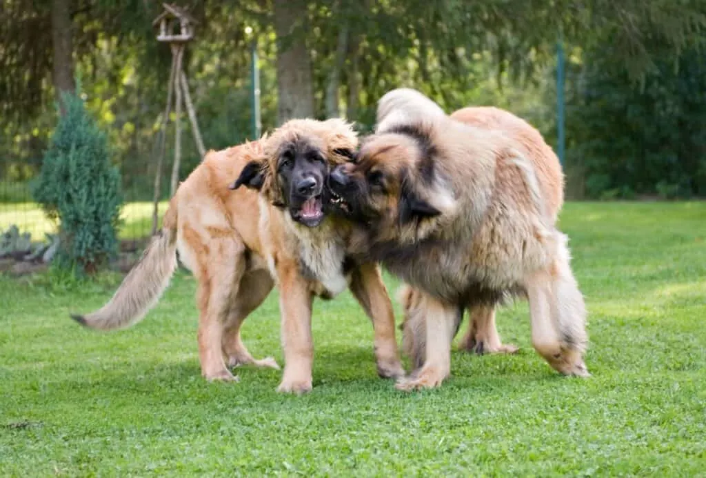 Two Leonbergers playing with each other.