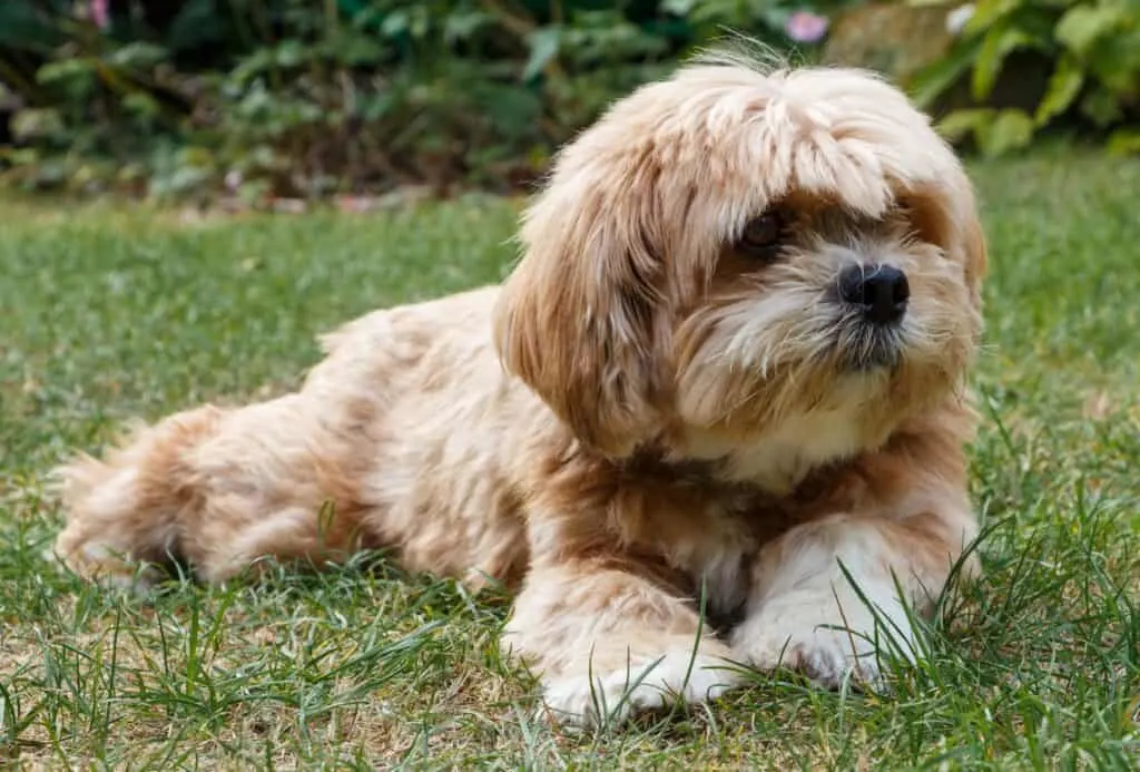 Lhasa Apso with long fur laying on the ground.