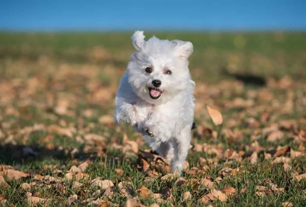 Maltese running towards the camera.