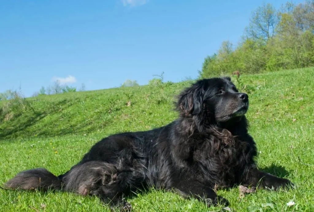 Newfoundland with long fur enjoying the sun.