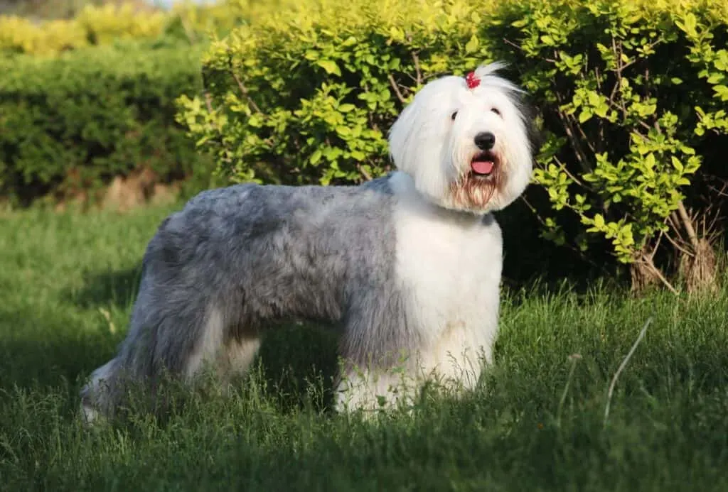 Old English Sheepdog with a cute haircut.