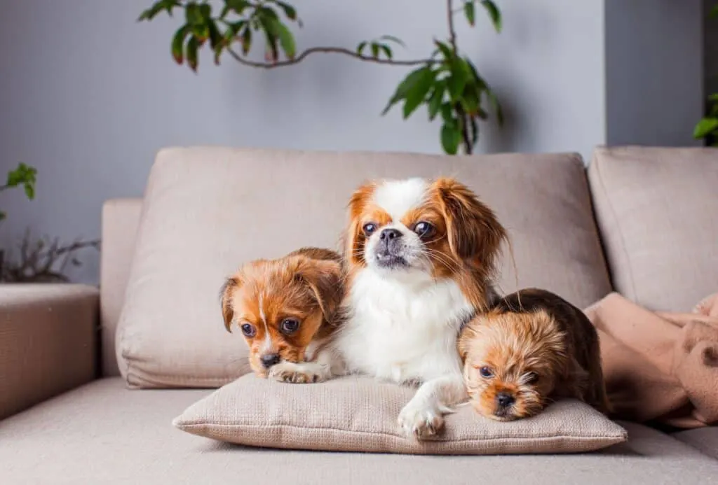 Pekingese lays on the couch alongside two other dogs.
