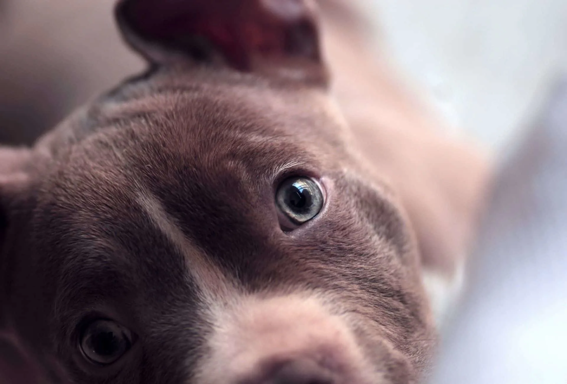 Close-up of a Pitbull puppy with blue eyes.