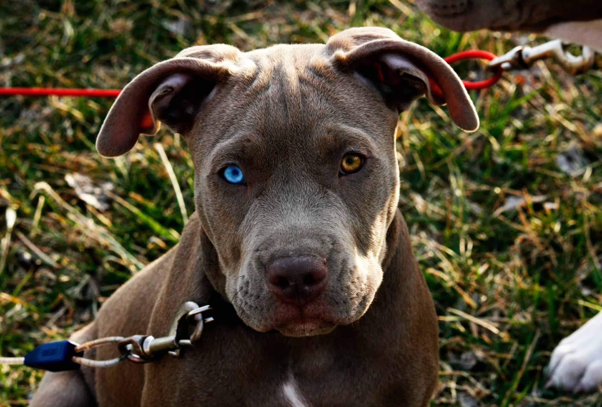 Gray Pitbull With Blue Eyes