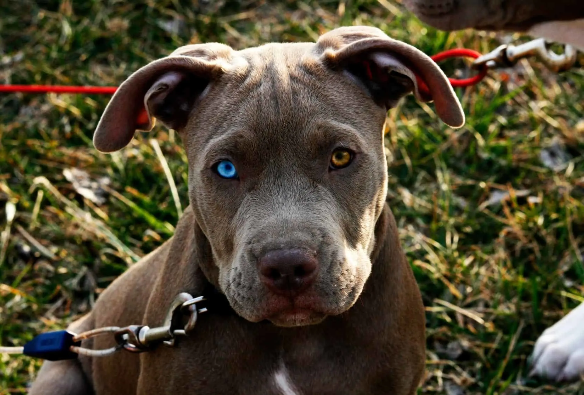 Pitbull with a crystal clear blue eye and a brown eye.