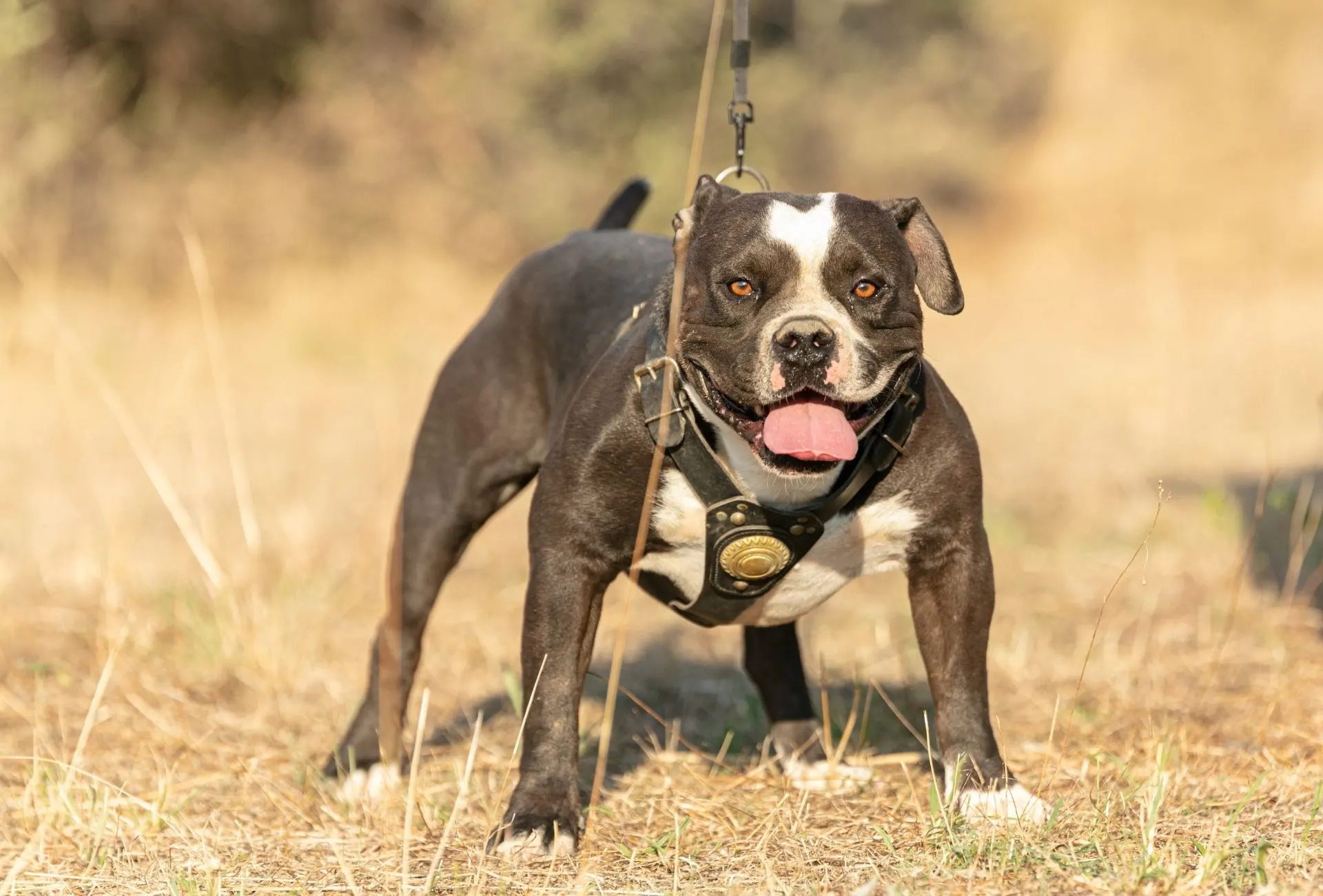 how big does a american bully get