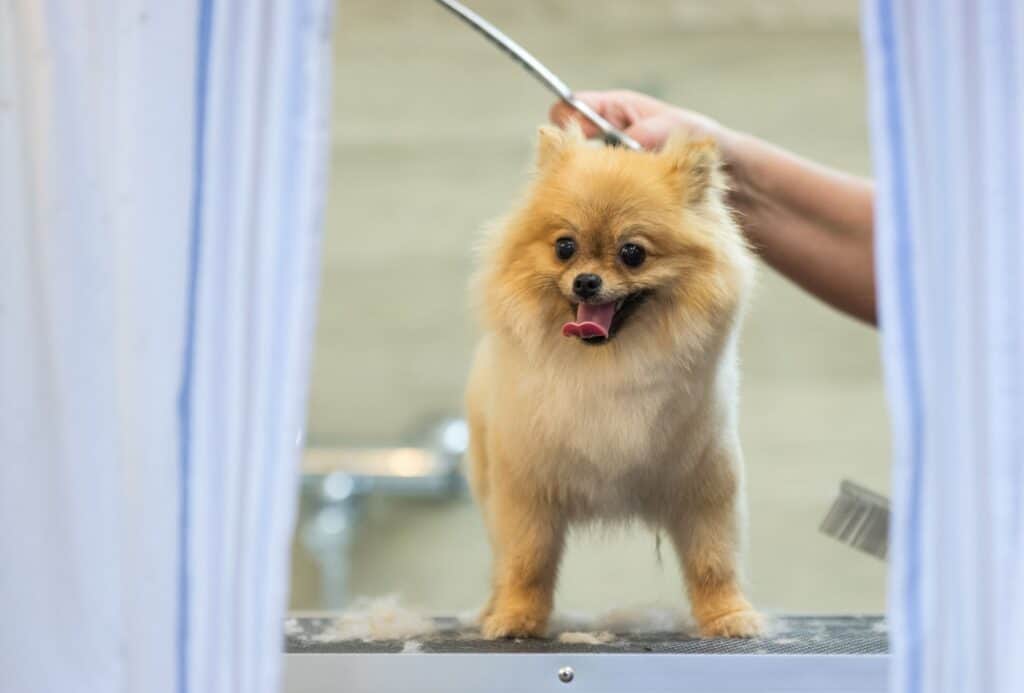 Pomeranian gets showered and has his tongue out.