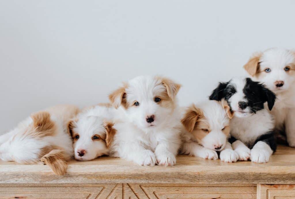 Fluffy puppy siblings pose next to each other.