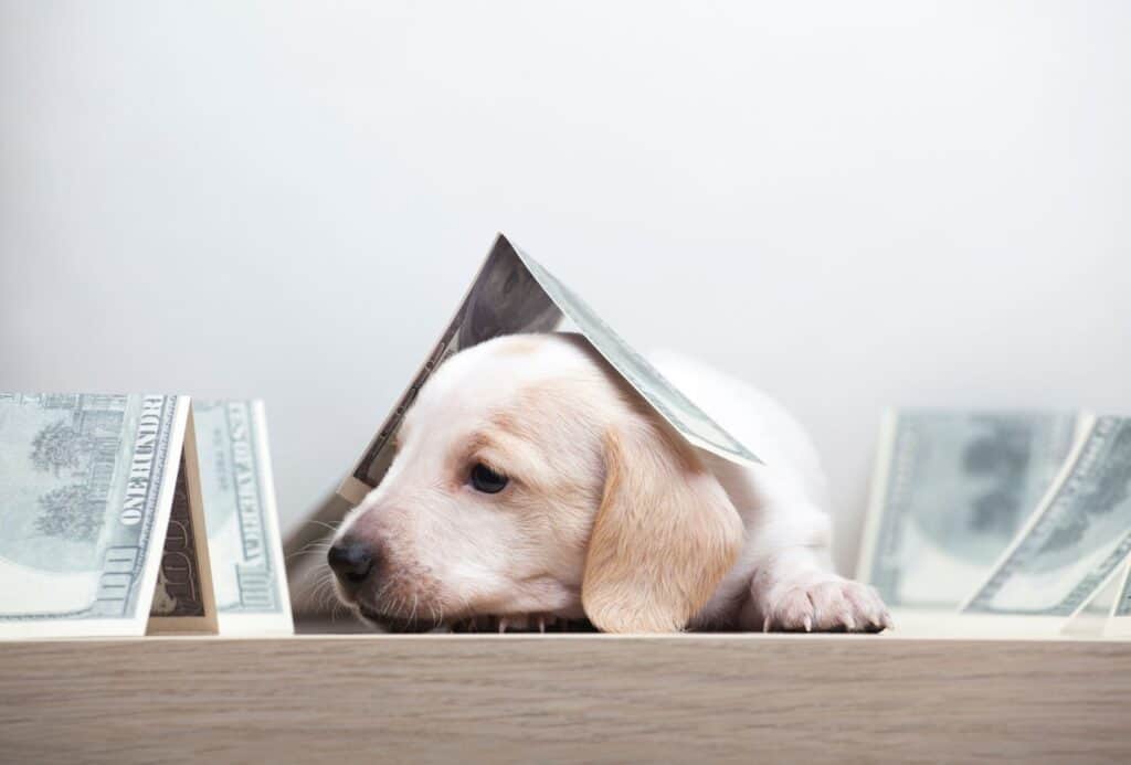 Cute puppy has a folded dollar bill over the head.