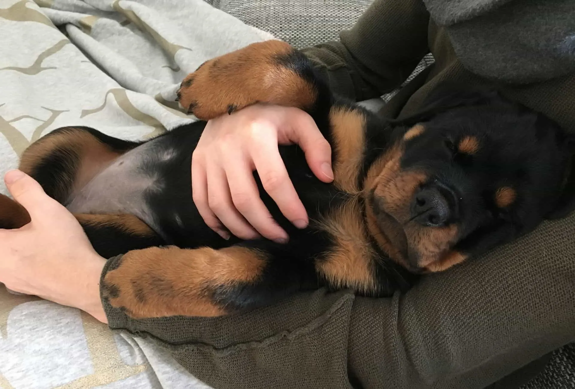 Rottweiler peacefully sleeping in children's lap showing this breed can be the ideal choice for families with children.