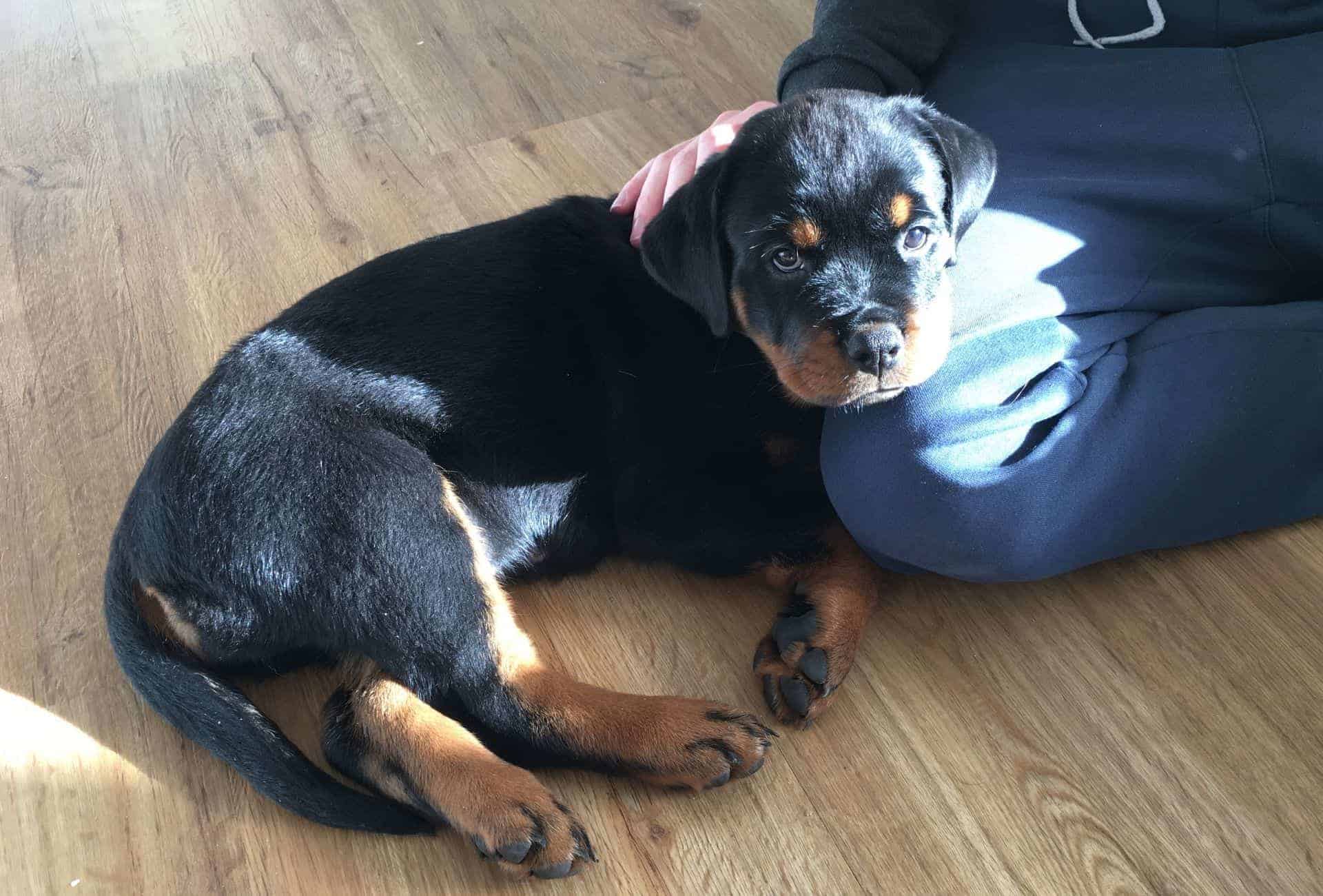 Rottweiler puppy at 8 weeks of age.