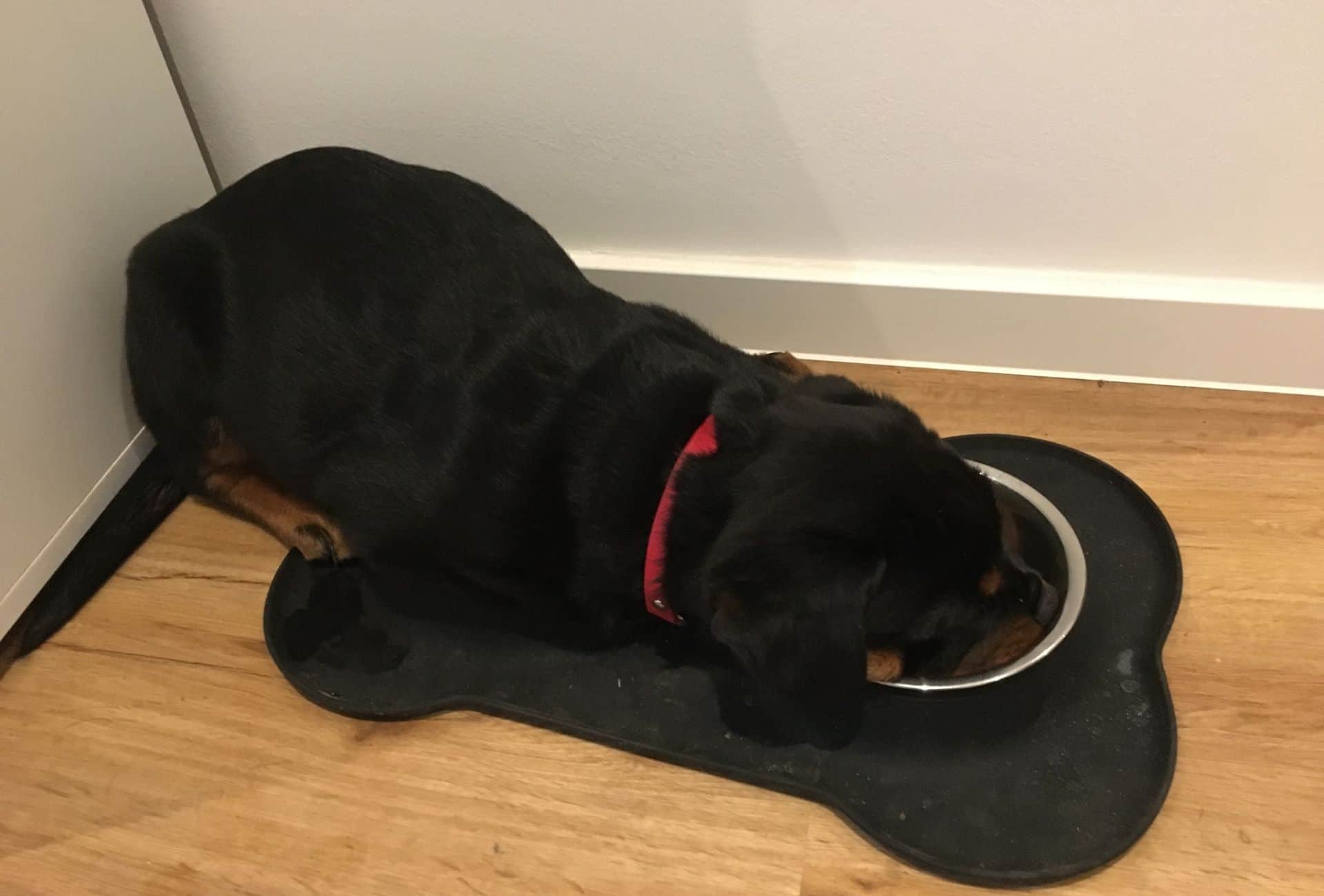 Rottweiler puppy sleeping with head resting in the food bowl.