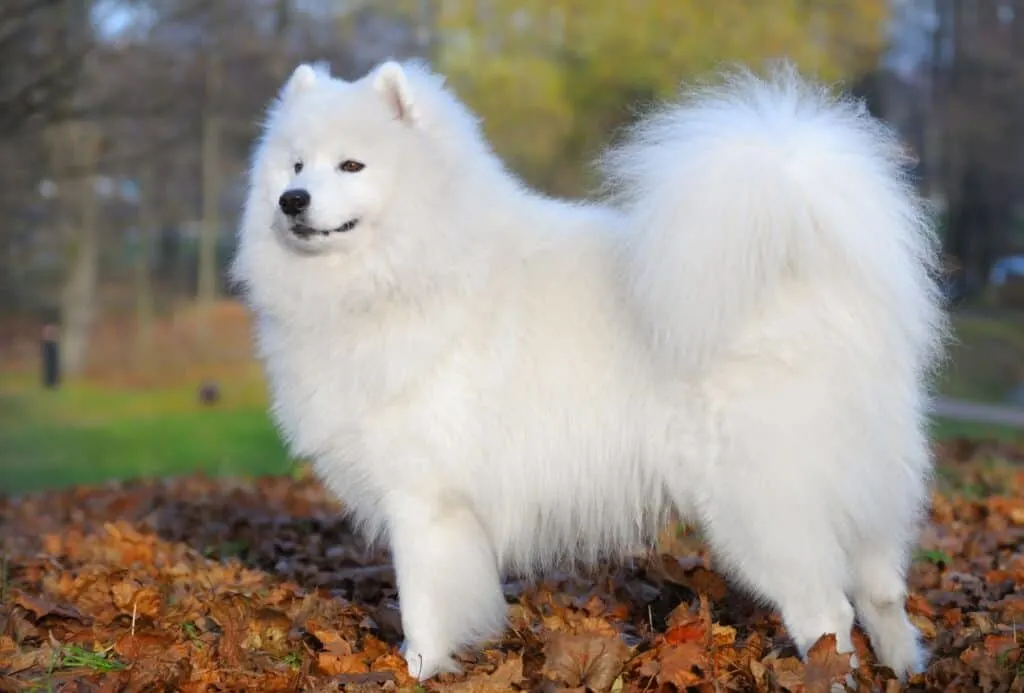 Samoyed with a curly tail and fluffy coat on an autumn day.