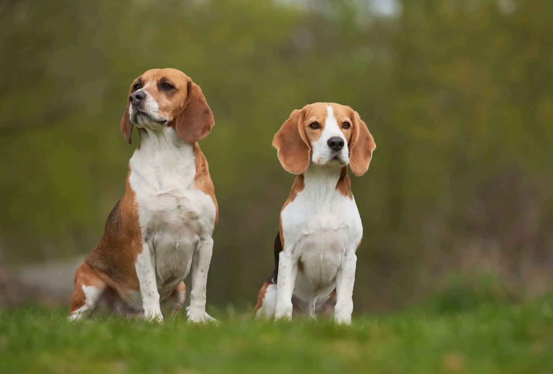 Senior Beagle next to a younger Beagle on a grassy field.