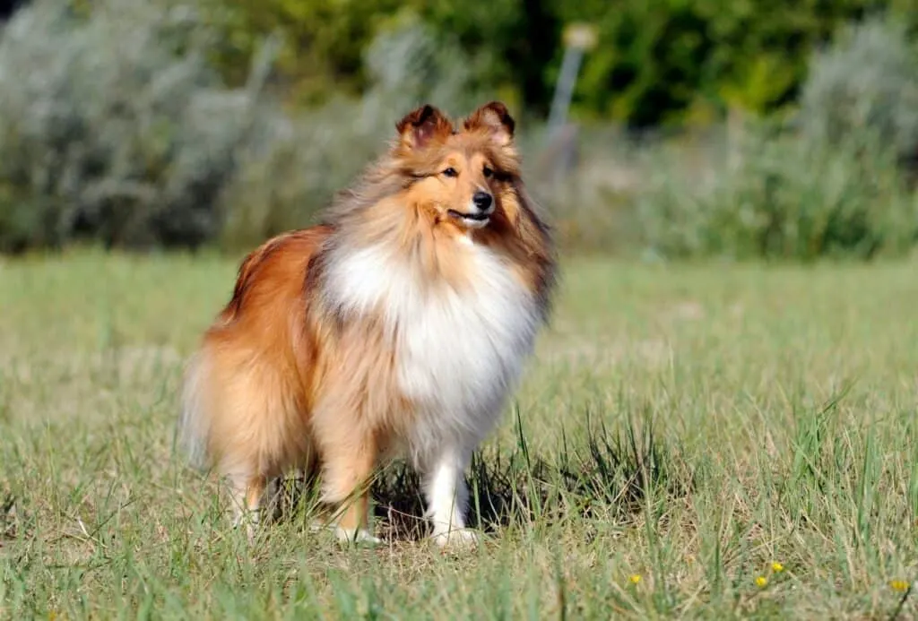 Big fluffy outlet sheepdog