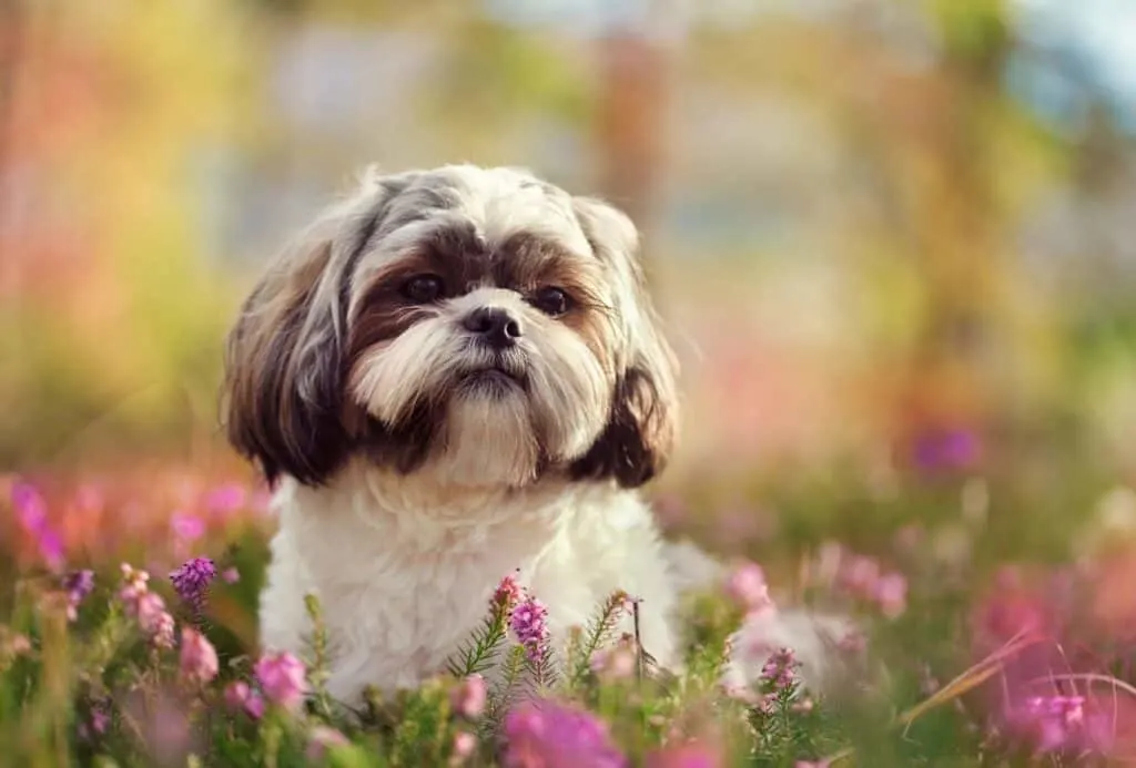 Curly Shih Tzu among blossoming flowers.