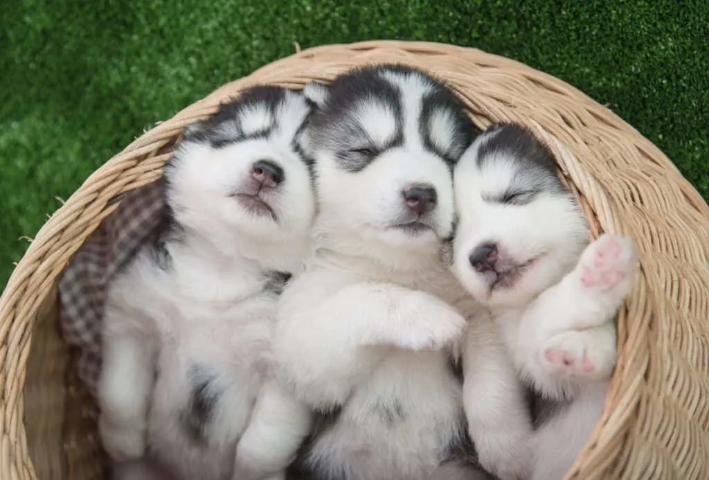 Three Siberian Husky puppies in a basket.