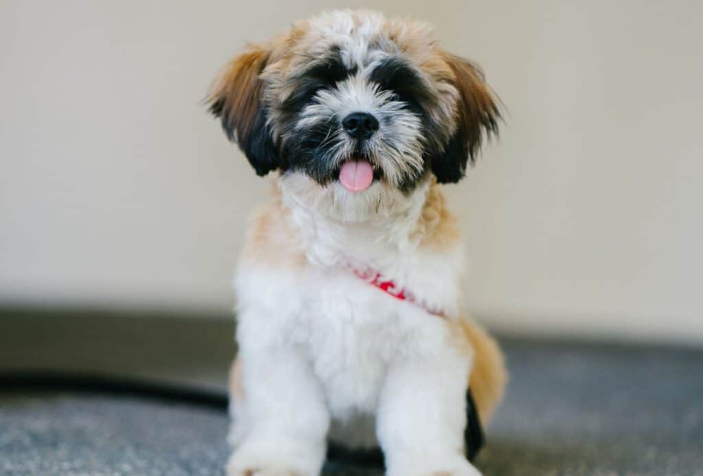 Shih Tzu looks like he's smiling with tongue out.