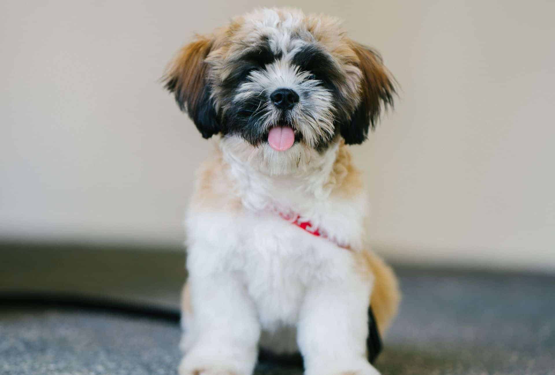 how many puppies can a maltese shih tzu have