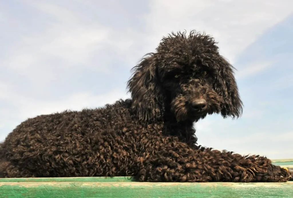 Well-groomed black Standard Poodle.