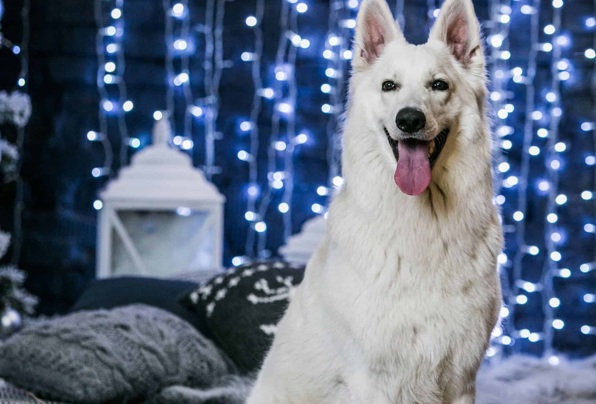 White Swiss German Shepherd standing in a room illuminated by a string of blue lights.