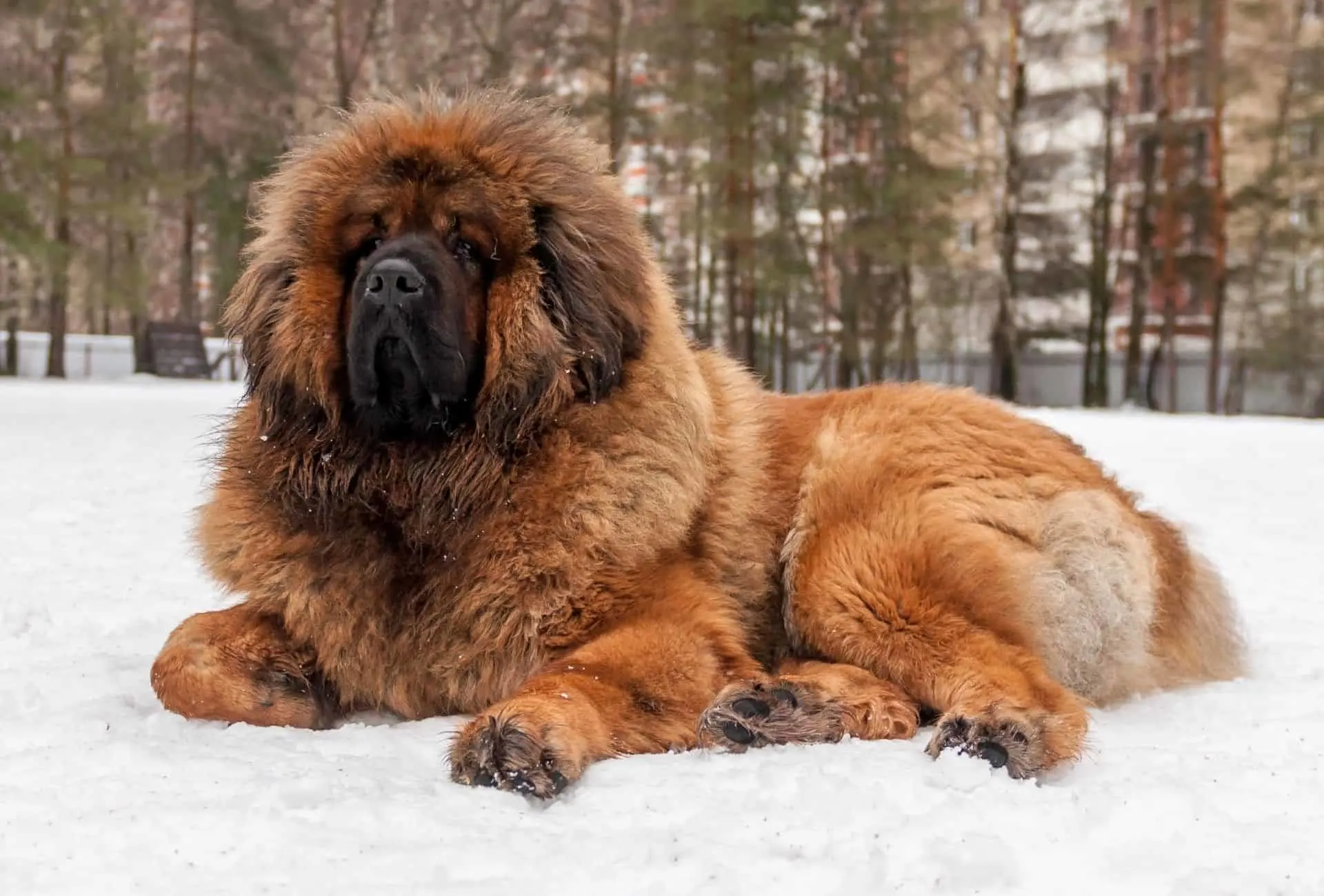 Large Tibetan Mastiff with thick reddish fur lying in the snow.