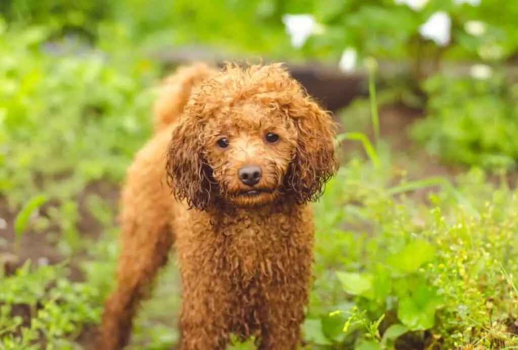 Mini Toy Poodle with wet ears.
