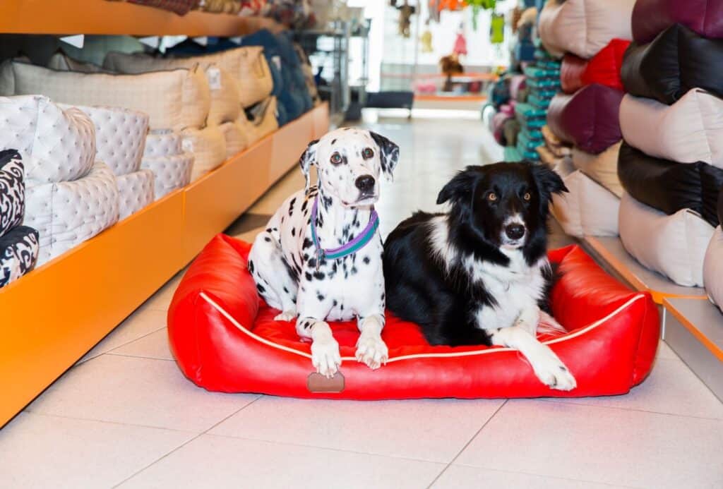 A Dalmatian and a Collie inside a pet store try out a dog bed.