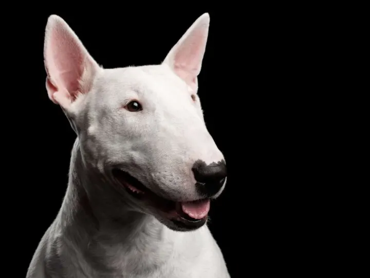 Whie Bull Terrier with the ears perked up in front of black background.