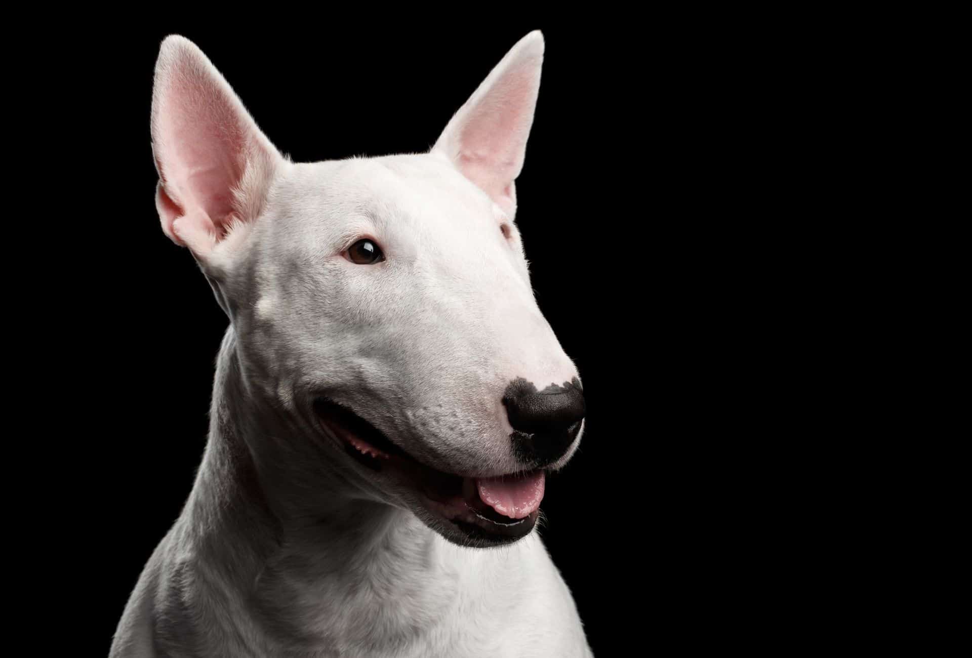 Whie Bull Terrier with the ears perked up in front of black background.