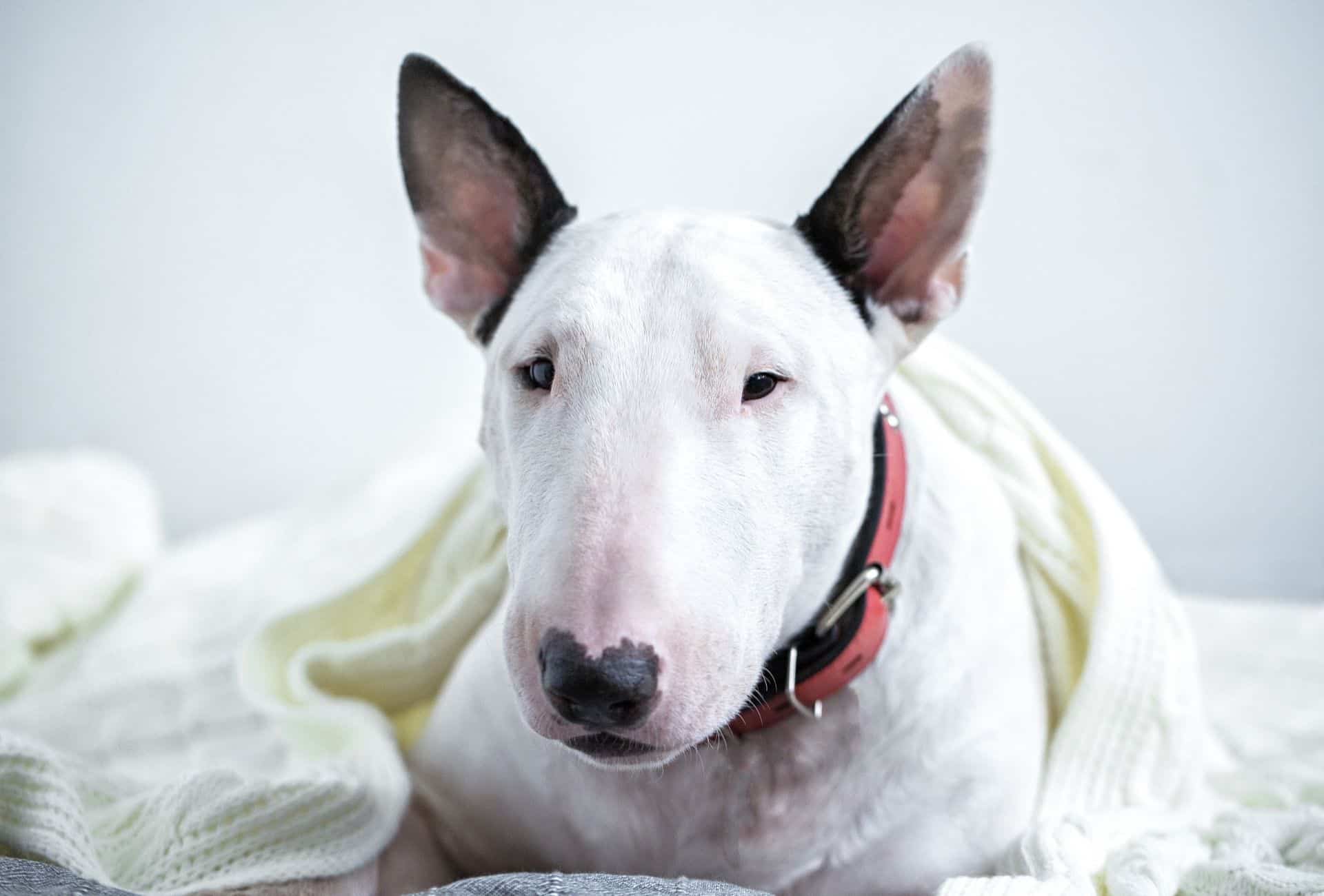 White Bullterrier under a white blanket in front of a plain white wall.