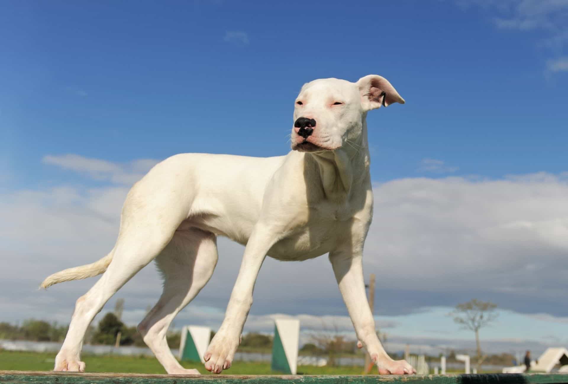 White Dogo Argentino in daylight standing on grass and squinting at the sunlight.