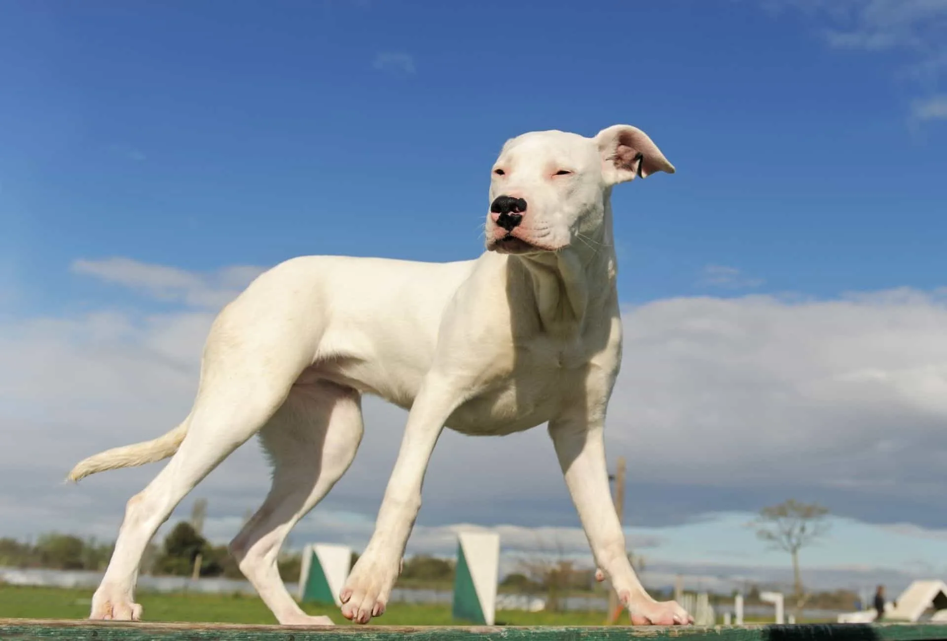 White Dogo Argentino in daylight standing on grass and squinting at the sunlight.