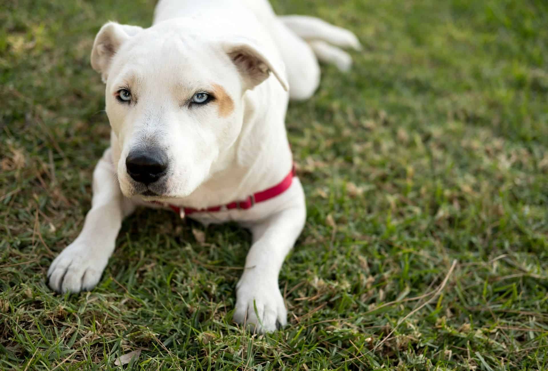 Dog with a white coat and blue eyes laying down on grass.