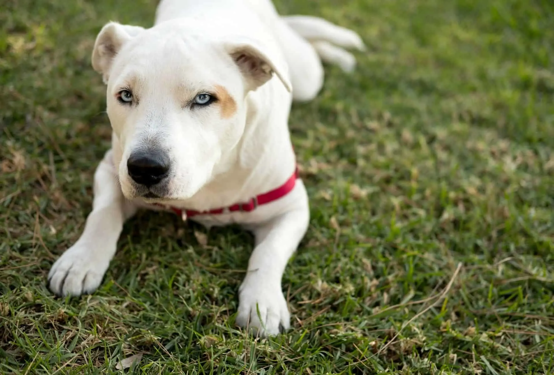 Dog with a white coat and blue eyes laying down on grass.