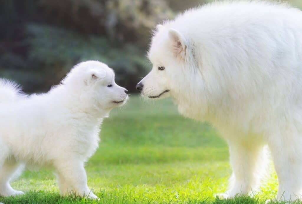 White dog boops puppy's nose.
