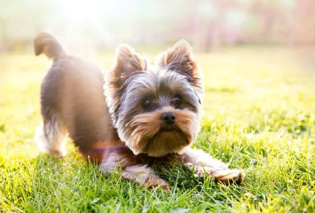 Yorkshire Terrier performing a play bow on grass.