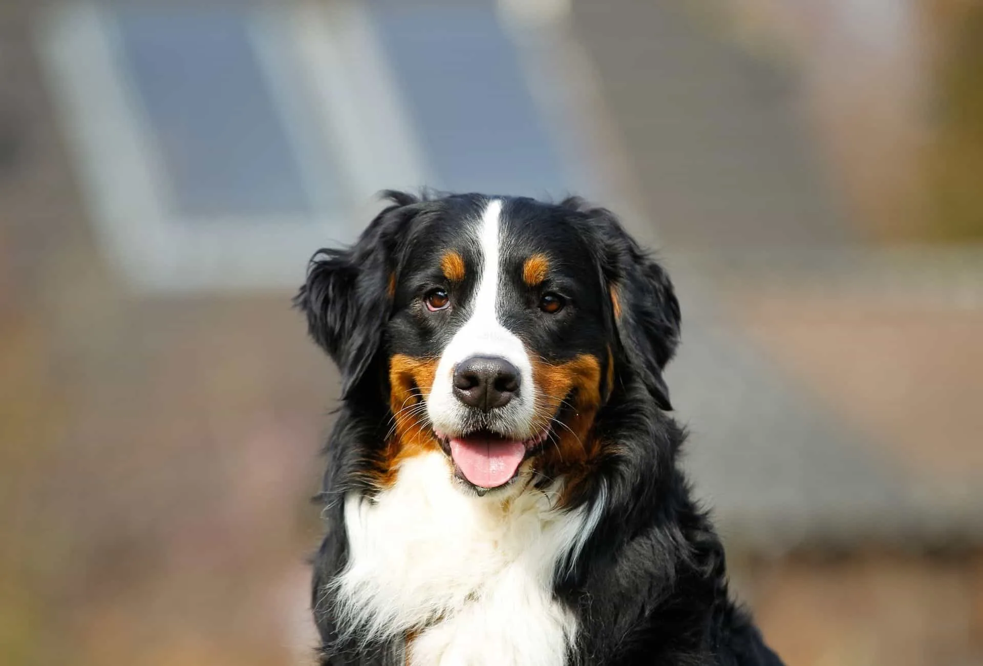 Bernese Mountain Dog portrait shot.