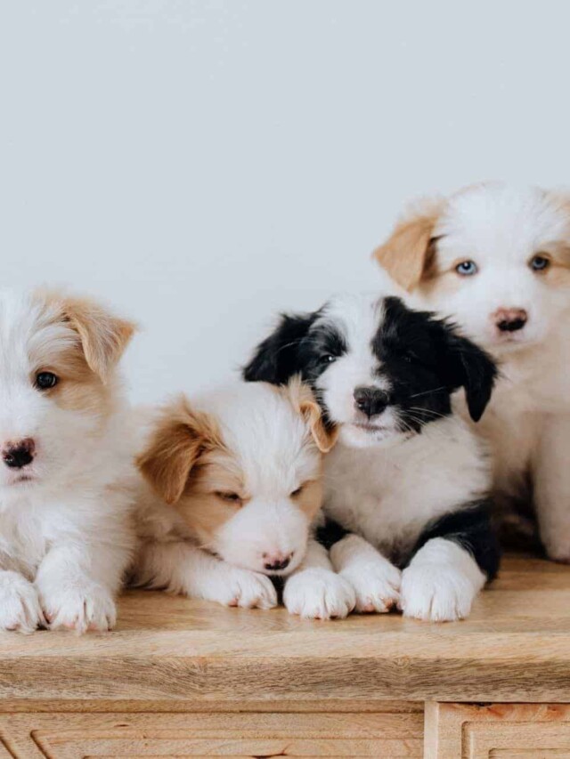 cropped-Puppy-litter.jpg