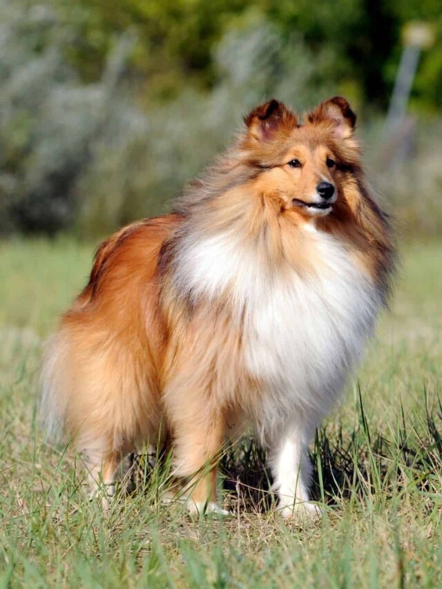 cropped-Shetland-Sheepdog.jpg