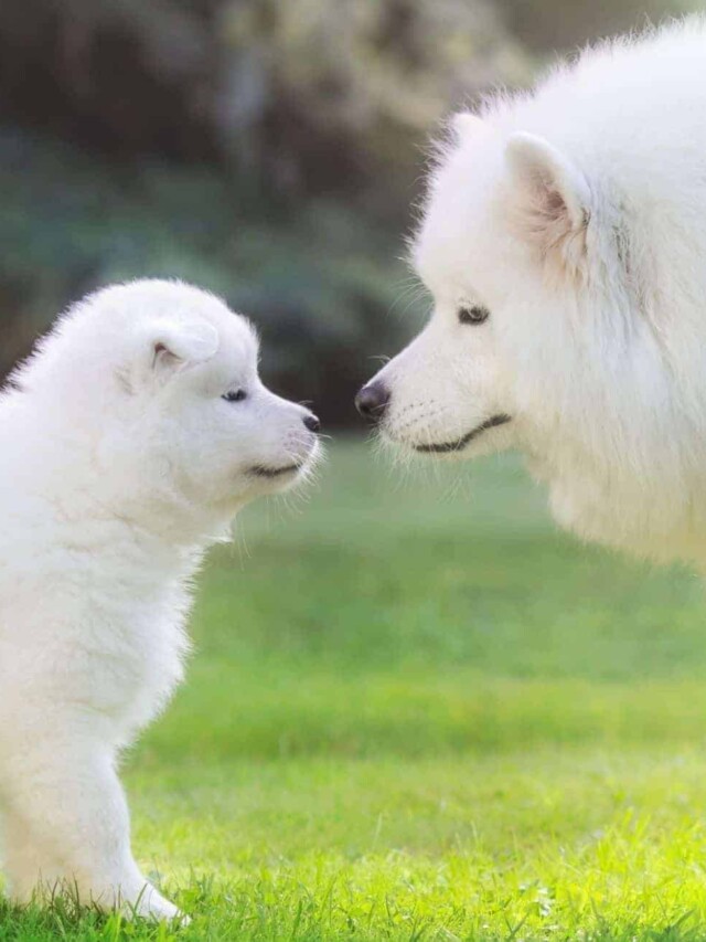 cropped-White-dog-with-puppy.jpg